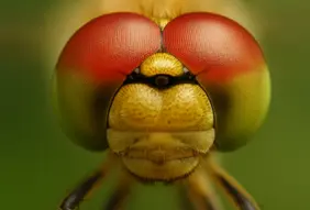 Facettenaugen einer Libelle – ein Meisterwerk der Natur. Jedes Auge besteht aus Tausenden Einzelaugen, die gemeinsam ein lückenloses 360-Grad-Sichtfeld schaffen und Bewegungen mit nahezu 100 Prozent Präzision erfassen (©SDT).